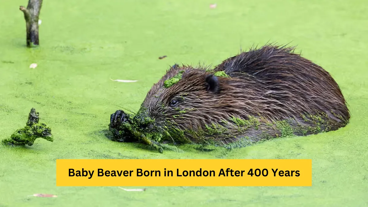 London's First Baby Beaver after 400 Years Sparks Hope for Wildlife Revival