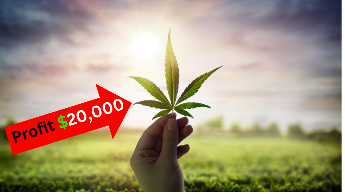 Unveiling the 5 Cannabis Stocks to Sell in 2024 which are Legal